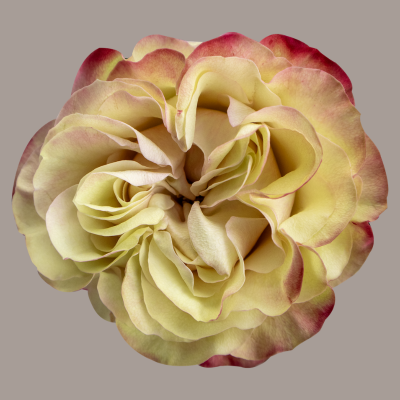 Country Candy Hybrid Tea Rose