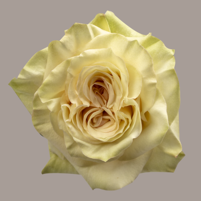 Country Secret Hybrid Tea Rose