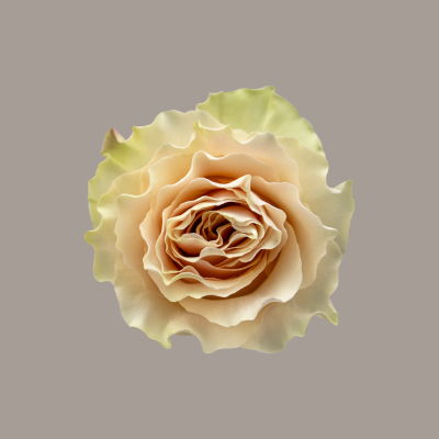 Cream Carpediem Hybrid Tea Rose