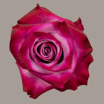 Deep Purple Hybrid Tea Rose