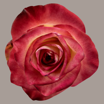 Discovery Hybrid Tea Rose