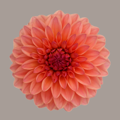 Doris Duke Dahlia
