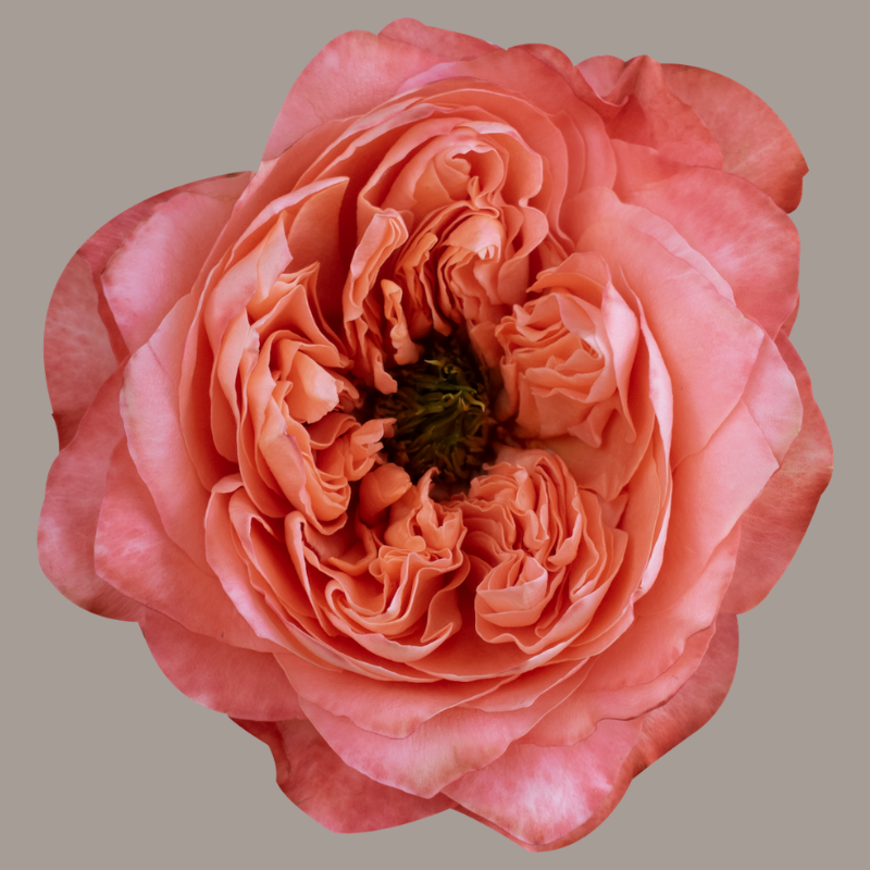 Dragonfly Hybrid Tea Rose