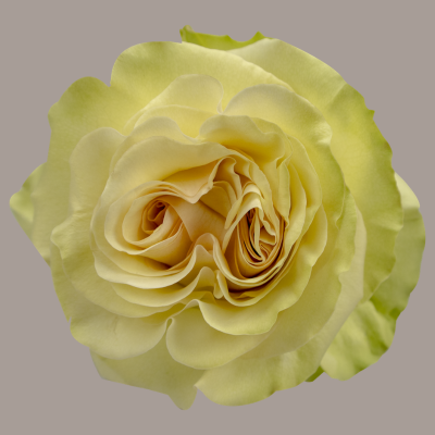 Dynamic Hybrid Tea Rose