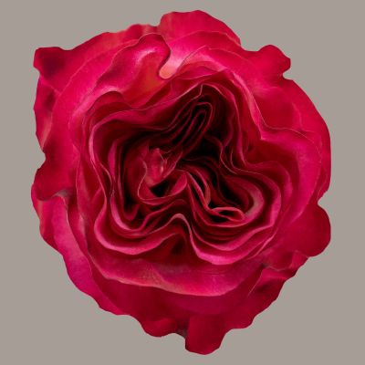 Enchantment Hybrid Tea Rose