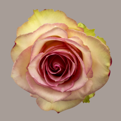 Esperance Hybrid Tea Rose