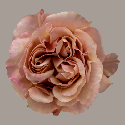 Fascination Hybrid Tea Rose