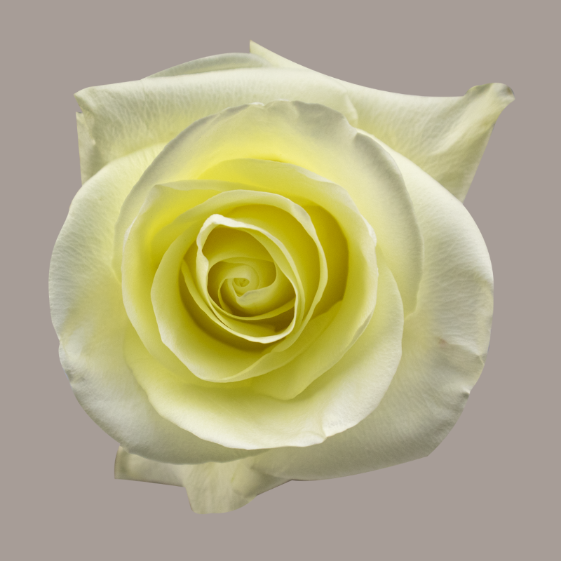 First Lady Hybrid Tea Rose