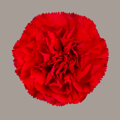 Forese Carnation