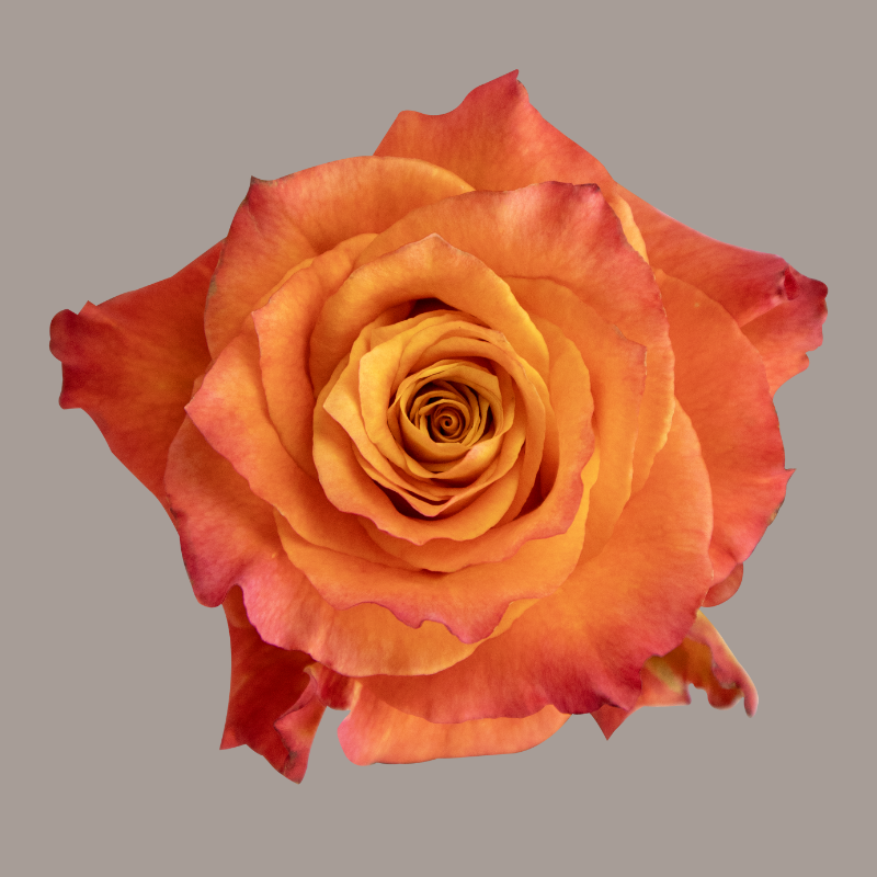 Free Spirit Deluxe Garden Rose