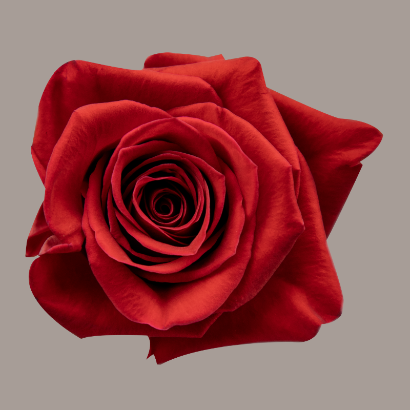 Freedom Hybrid Tea Rose