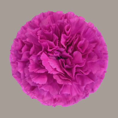 Frenesi Carnation