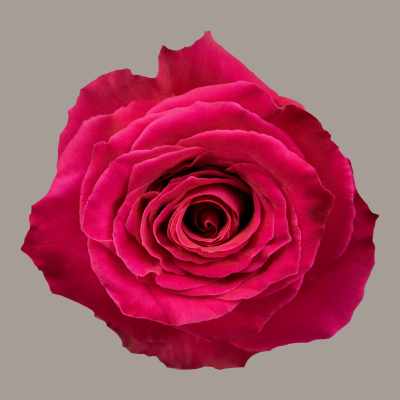 Full Monty Hybrid Tea Rose