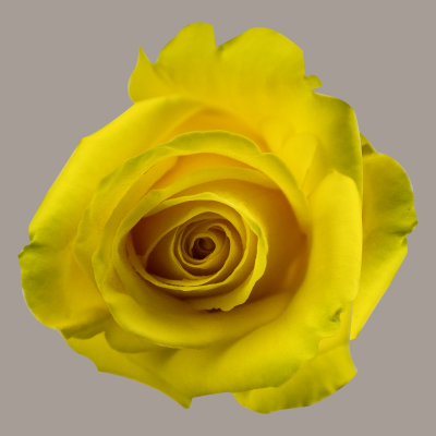 Goldfinch Hybrid Tea Rose