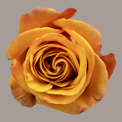 Helena Orange Hybrid Tea Rose