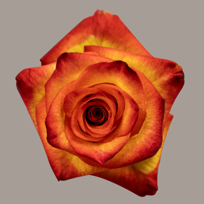 High and Magic Hybrid Tea Rose