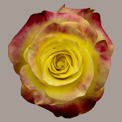 Hot Merengue Hybrid Tea Rose