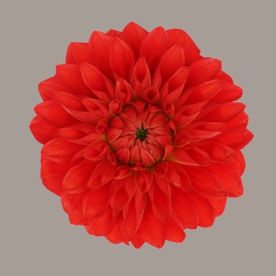 Hybrid Brick Stone Dahlia