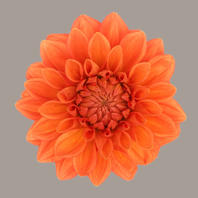 Hybrid Orange Stone Dahlia