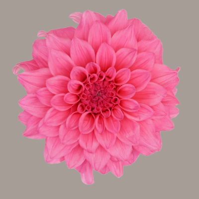 Hybrid Pink Quartz Dahlia