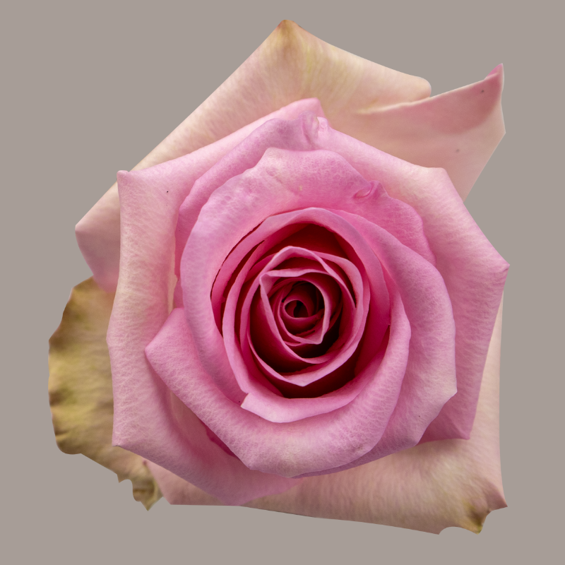 Jessica Hybrid Tea Rose