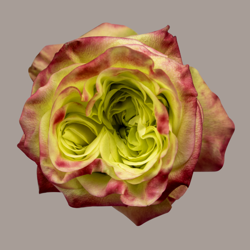 Journey Hybrid Tea Rose