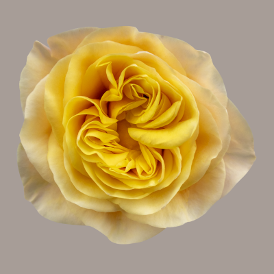 King's Cross Garden Rose