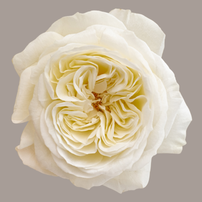 Leonora David Austin Garden Rose