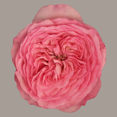 Mariatheresia Deluxe Garden Rose