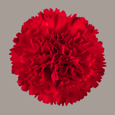 Marte Carnation