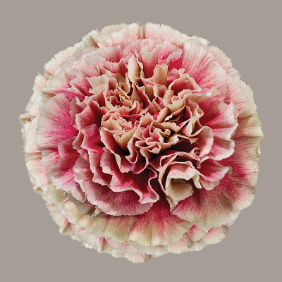 Merletto Crimson Carnation