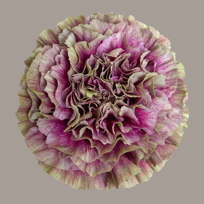 Merletto Decò Carnation