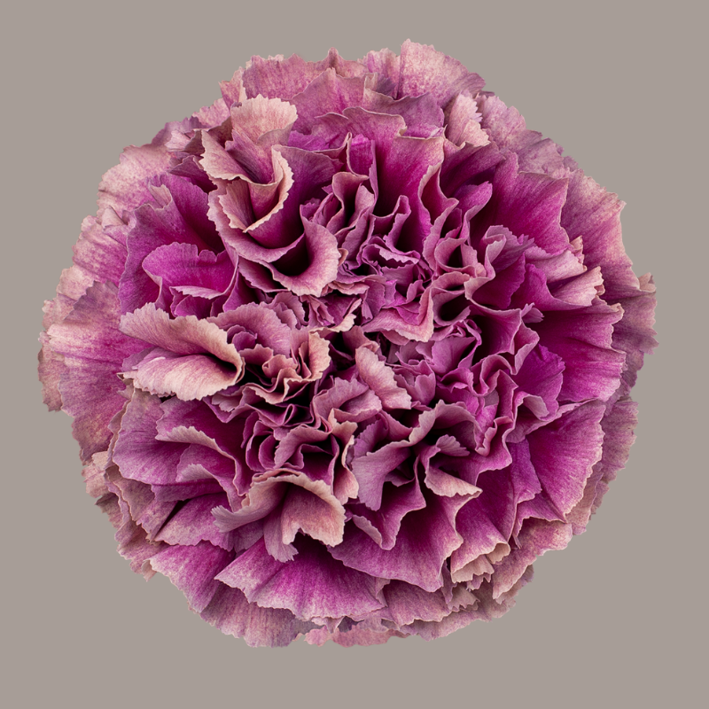 Merletto Purple Carnation