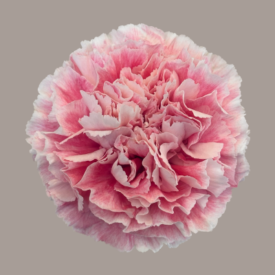 Merletto Rosa Carnation