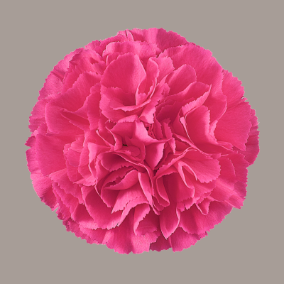 Mozart Carnation