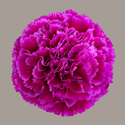 Nobbio Babel Carnation