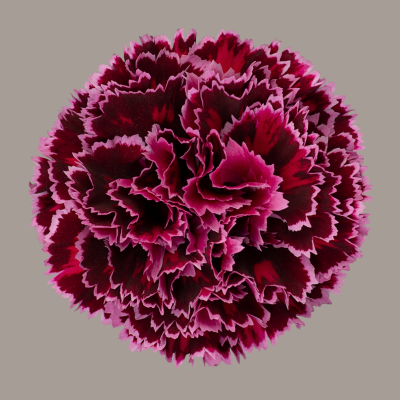 Nobbio Burgundy Carnation