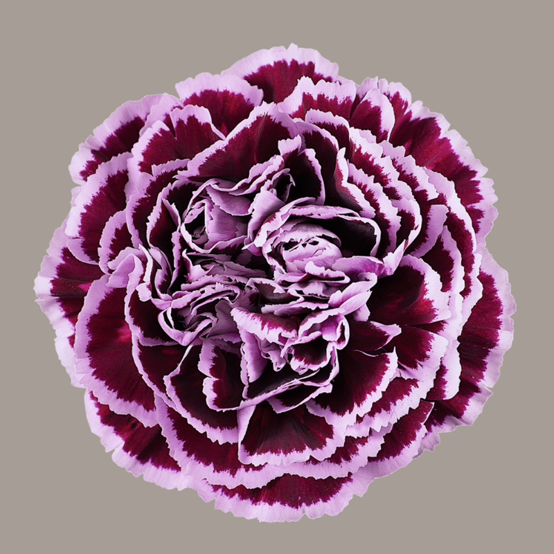 Nobbio Filigrana Carnation