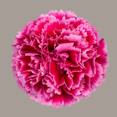 Nobbio Frenzy Carnation