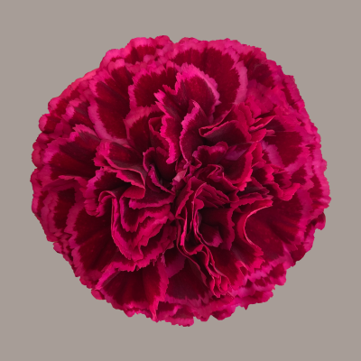 Nobbio Party Carnation