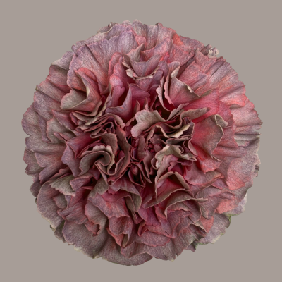 Opium Thrill Carnation