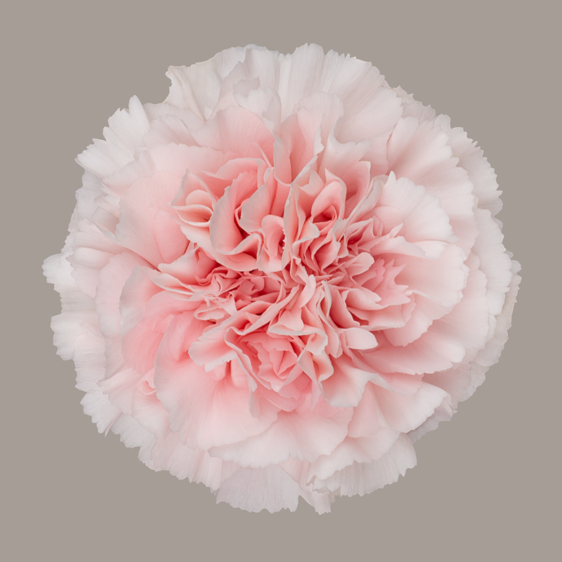 Pastel Crimea Carnation