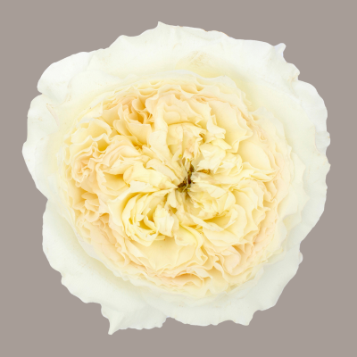 Patience David Austin Garden Rose