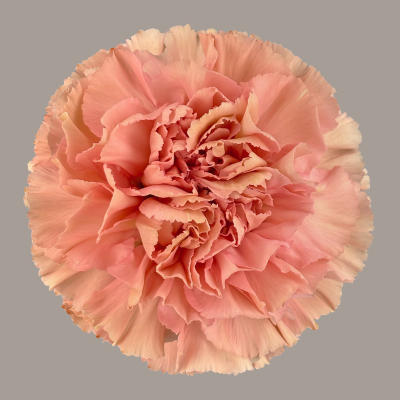 Petra Carnation