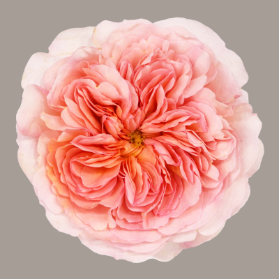 Phoebe David Austin Garden Rose