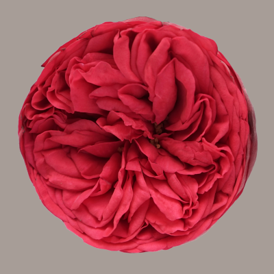 Piano Deluxe Garden Rose