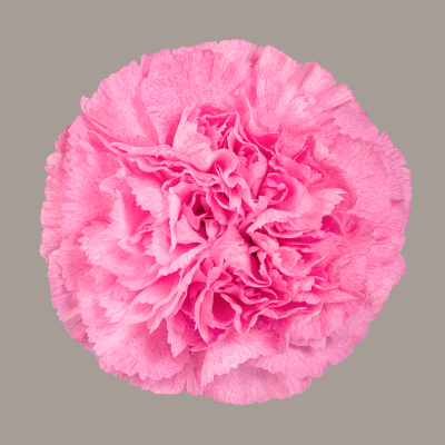 Pink Pixel Carnation