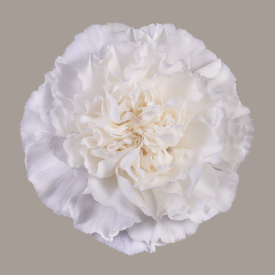 Polar Route Carnation