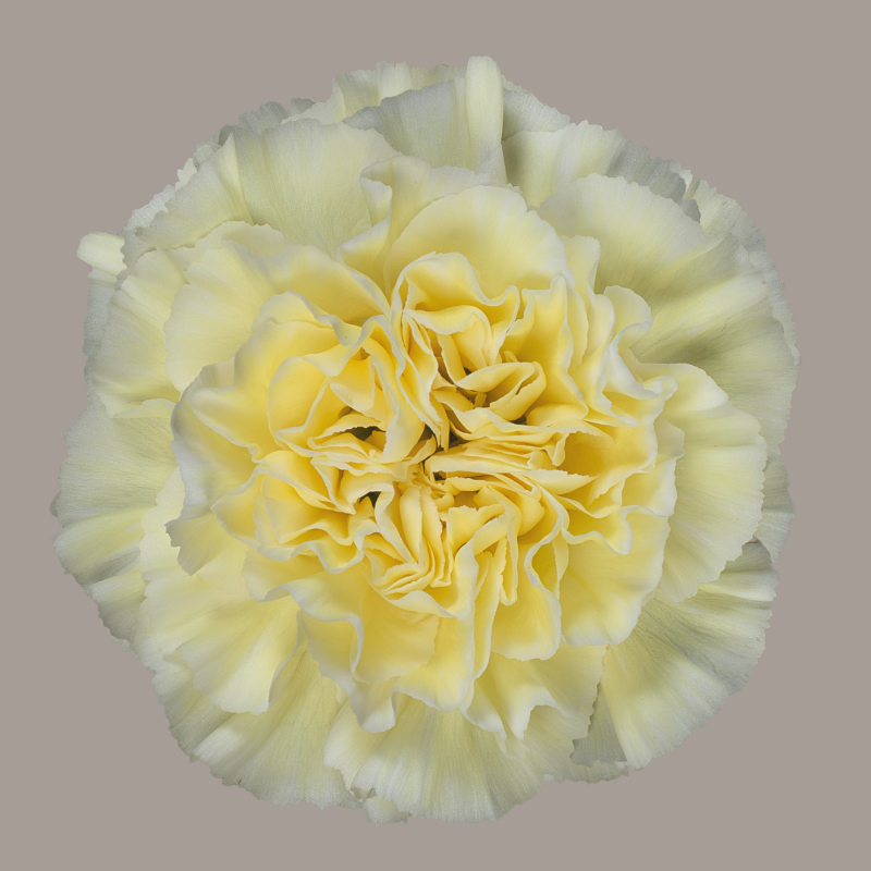 Polimnia Carnation
