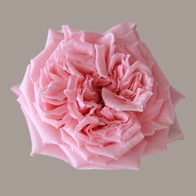 Princess Hitomi Princess Garden Rose